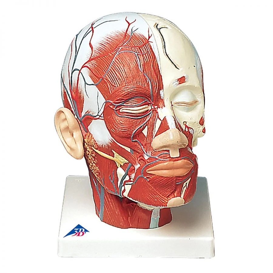 Human Brain Model with Nerves 18112