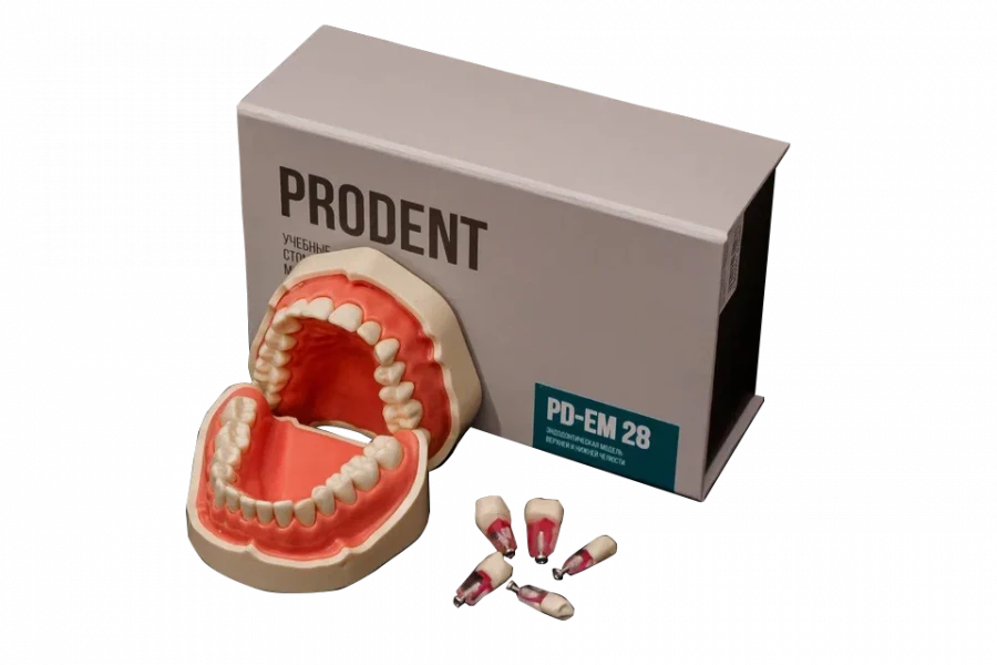 نموذج الفك الأسنان للتدريب على طب الأسنان، PD-EM 28