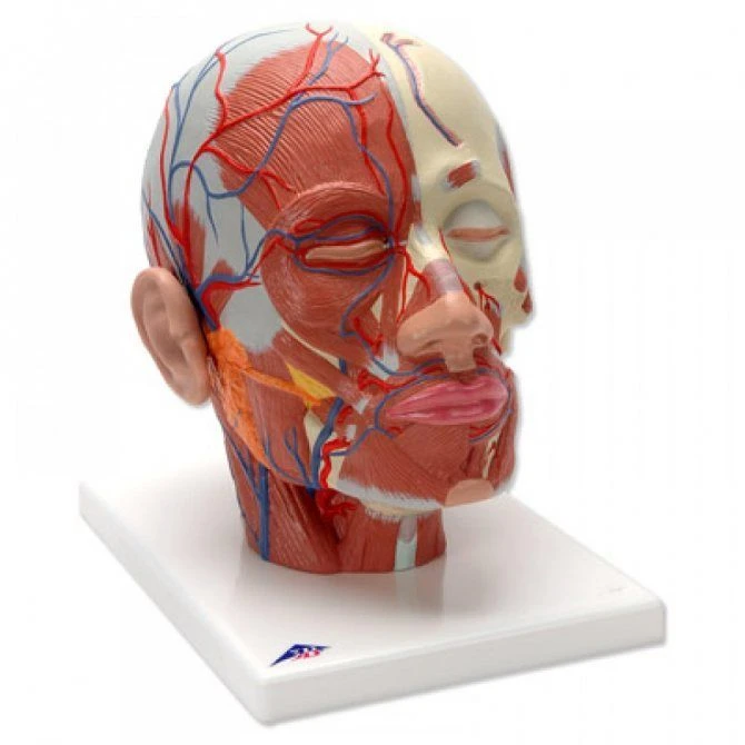 Head and Face Vessel and Nerve Model, 18109-1