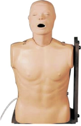 Human Tracheal Intubation and Stomach Washing Manikin Model NS6036