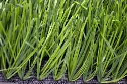 Artificial grass Grass 65Z/12 PU