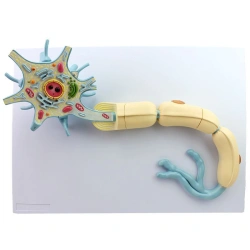 Neural Structure Model of Neurons and Synapses for Human Nervous System, 18002