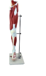 Anatomical Model of the Leg - Art. 11308-1