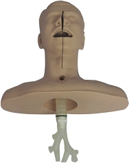 Human Head Model for Intubation and Tracheostomy Training, Art. NS6027/60