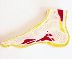 Anatomical Foot Joint Model, 11207