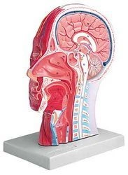 Anatomical Model of Fractured Cross-Section of Head and Neck, 30004