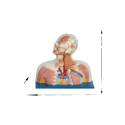 Venous Reflux Model of Head, Neck, and Chest 18233