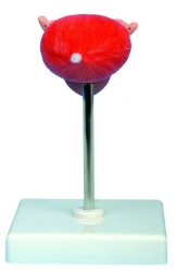 Urinary Bladder Model with Ureters and Urethra - Model 15115