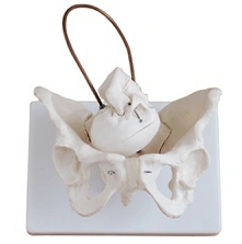Female Pelvic Bones Model, Art. SK1128