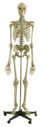 Human Skeleton Model 180 cm (Male) 11101-1