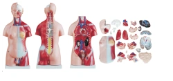 Unisex Human Torso Model, 45 cm, 23 Parts, T1008