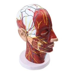 Blood Vessels and Nerves Model with Stand, Model 10006