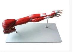 Upper Limb Muscle Model with Major Vessels and Nerves 11305