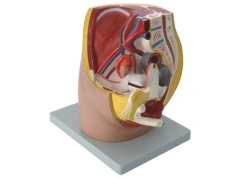 Sagittal Section of Female Pelvis, Model 15104