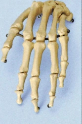 High-Quality Hand Skeleton Model for Anatomical Study 11126