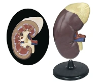 Anatomical Kidney and Adrenal Model 14006-2