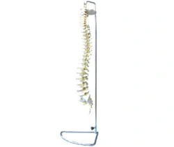 Flexible and Rigid Spine Model 11106 for Educational Use