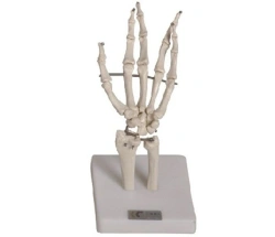 Hand Joint Model Demonstrating Flexibility, Art. 11201-3