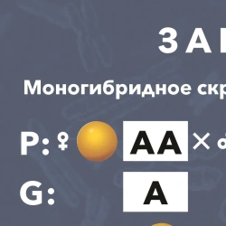 Magnetic Poster "Laws of Inheritance" with Cards and Guidelines