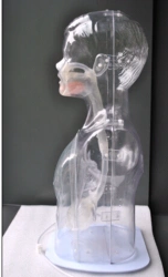 Transparent Stomach Washing Model for Nasogastric Tube Placement, A3