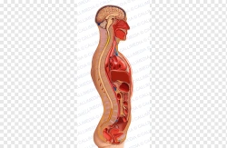 Anatomical Model of Human Body Sagittal Section 3005