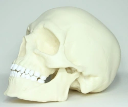 Human Skull Model (Single Color) ROST-11110