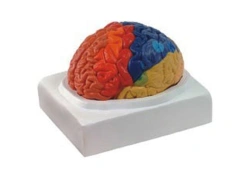 Brain Cortex Positioning Model - 18205
