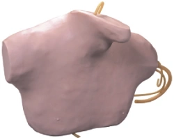 Central Venous Catheterization Training Model CS6041 / L68B