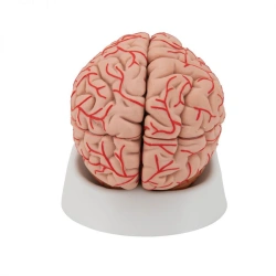 Human Brain Model with Arteries, B10006