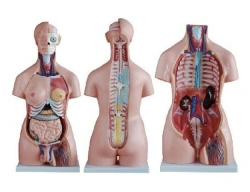 Human Body Model, Male and Female, 85 cm, Model 10004