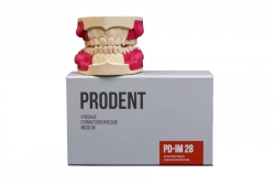 Dental Jaw Model for Periosteotomy Training PD-IM 28