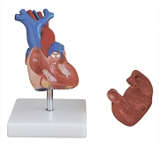 Life-Size Heart Model for Educational Purposes, S6015 / 16007