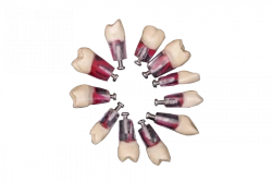 Endodontic Files Set for Standard Model, 28 pcs PD-NEZ M28