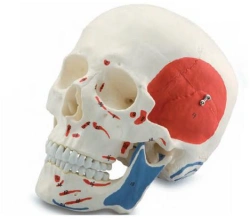 Human Skull Model (17 Parts) with Color Coding 11111-2