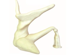 Enlarged Model of Human Auditory Ossicles 17203