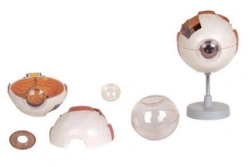 Enlarged Eye Model (3:1) 17101-1