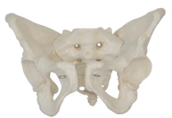 Male Pelvic Bones Model - 11127