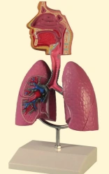 Human Respiratory System Model 13017