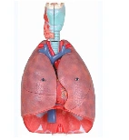 Trachea, Heart, and Lungs Anatomical Models, Art. 13012