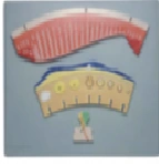 Female Menstrual Cycle Model 19003