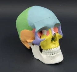 High-Precision Human Skull Model 11118