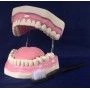 Dental Care Training Model K2