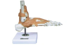 Foot and Ankle Joint Model with Ligaments 11209-6