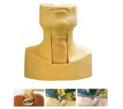 Thyroid Gland and Tracheostomy Training Model CS6803