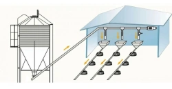 Broiler and Parent Stock Feeding Line for Floor Housing