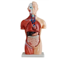 Human Torso Model for Organ Systems Study - T1006