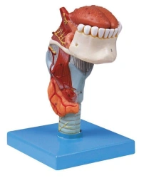 Anatomical Model of Larynx, Tongue, and Teeth, 13003