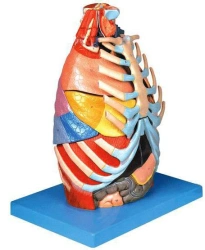 Chest Cavity Model 13016
