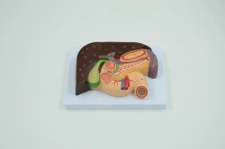 Anatomical Model of Liver, Gallbladder, Pancreas, and Duodenum 3 Parts 02008