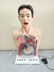 Adult Upper Body Simulator for Stomach Irrigation, Model A2